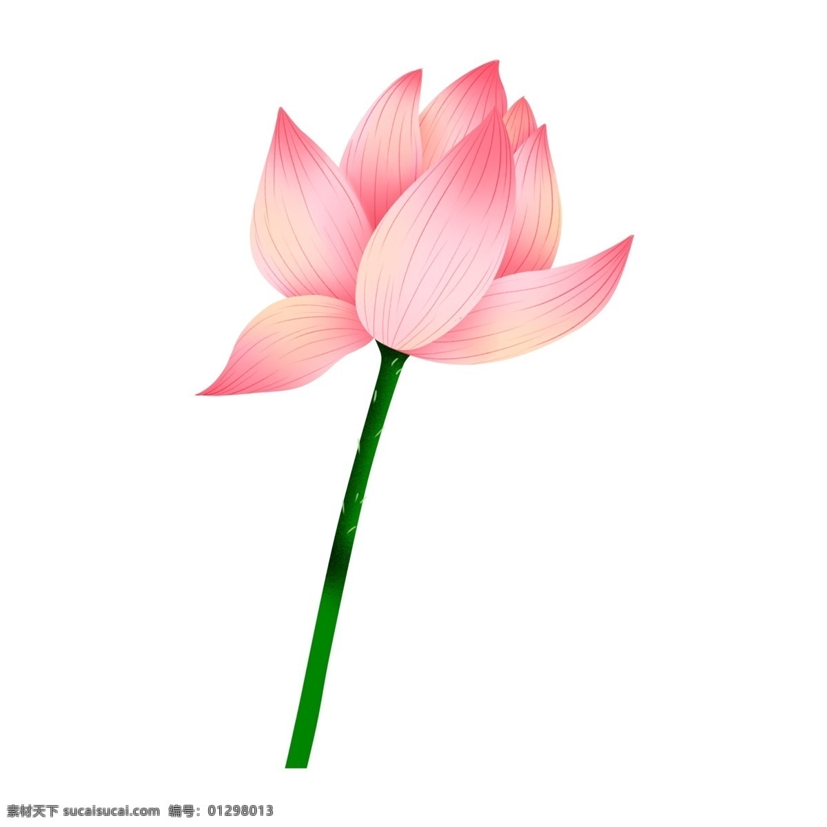 唯美 手绘 荷花 透明 荷叶荷花 透明素材 花卉 装饰 免 抠 图 花朵