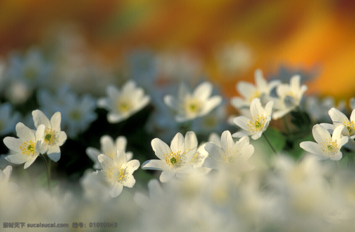 春天 白色 小花 春天鲜花 白色小花 美丽鲜花 花朵 鲜花背景 鲜花摄影 花草树木 生物世界