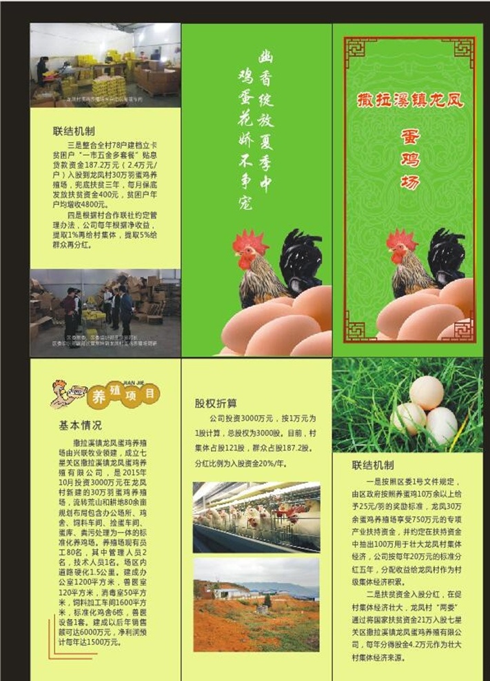 蛋鸡三折页 三折页 蛋鸡场 鸡蛋折页 宣传单 dm宣传单