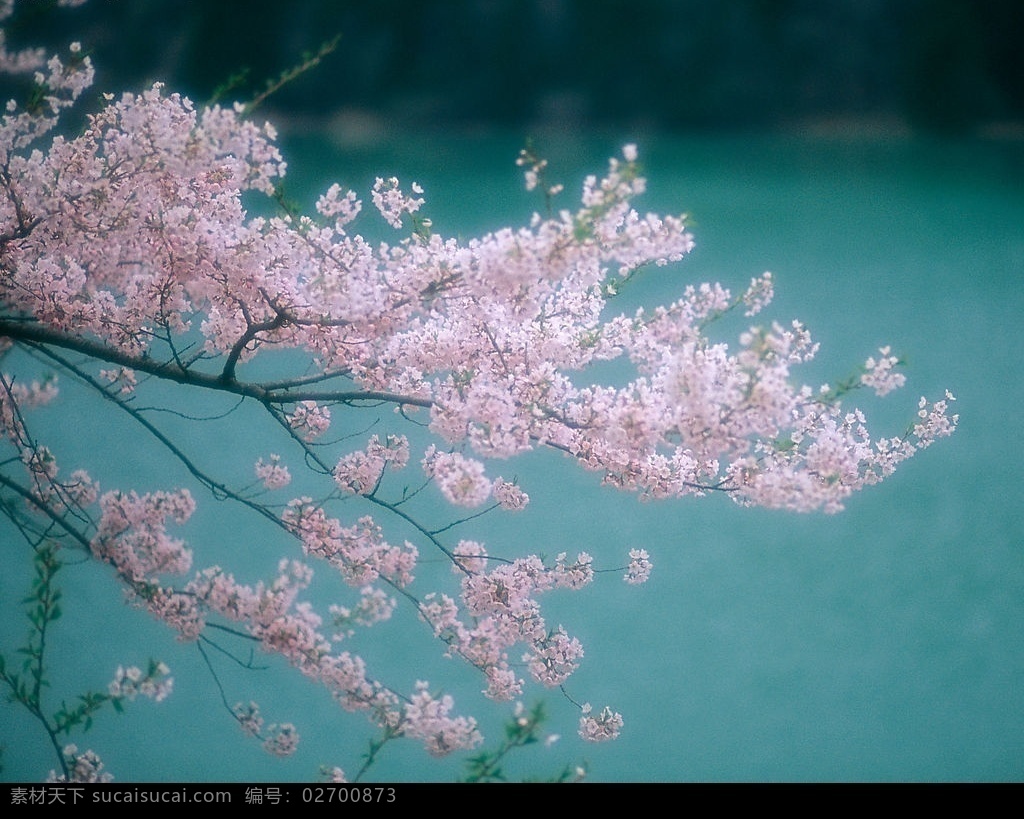 樱花 水面 背景 花朵 花枝 树叶 枝头 粉白色 花蕊 花蕾 生物世界 花草 摄影图库 春花绽放 树木树叶