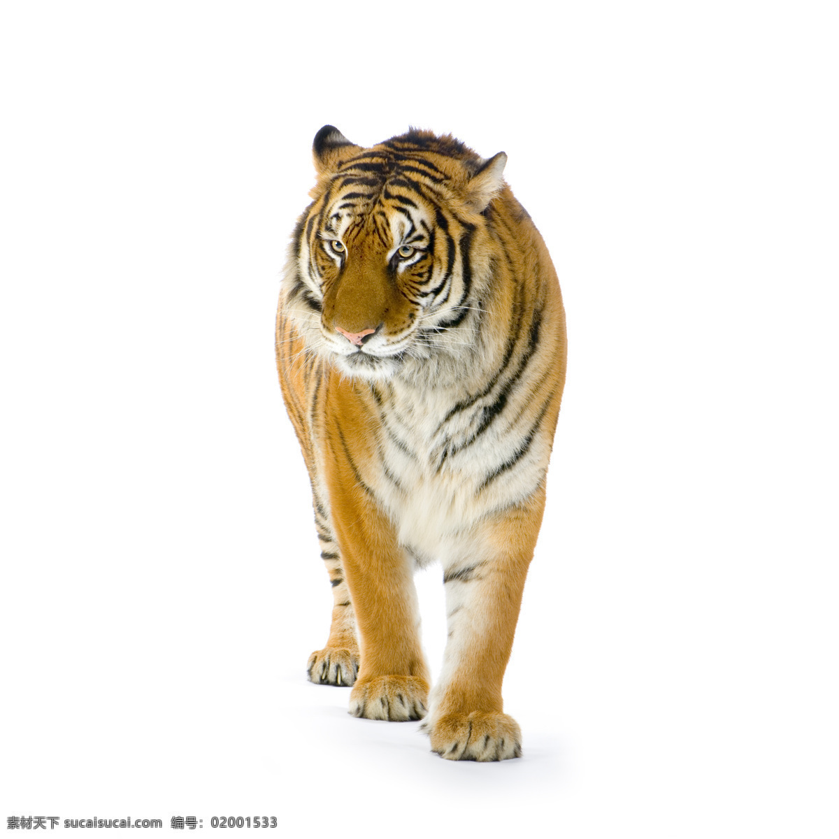 猛虎 东北虎 空白背景 行走 兽中之王 野生动物 生物世界