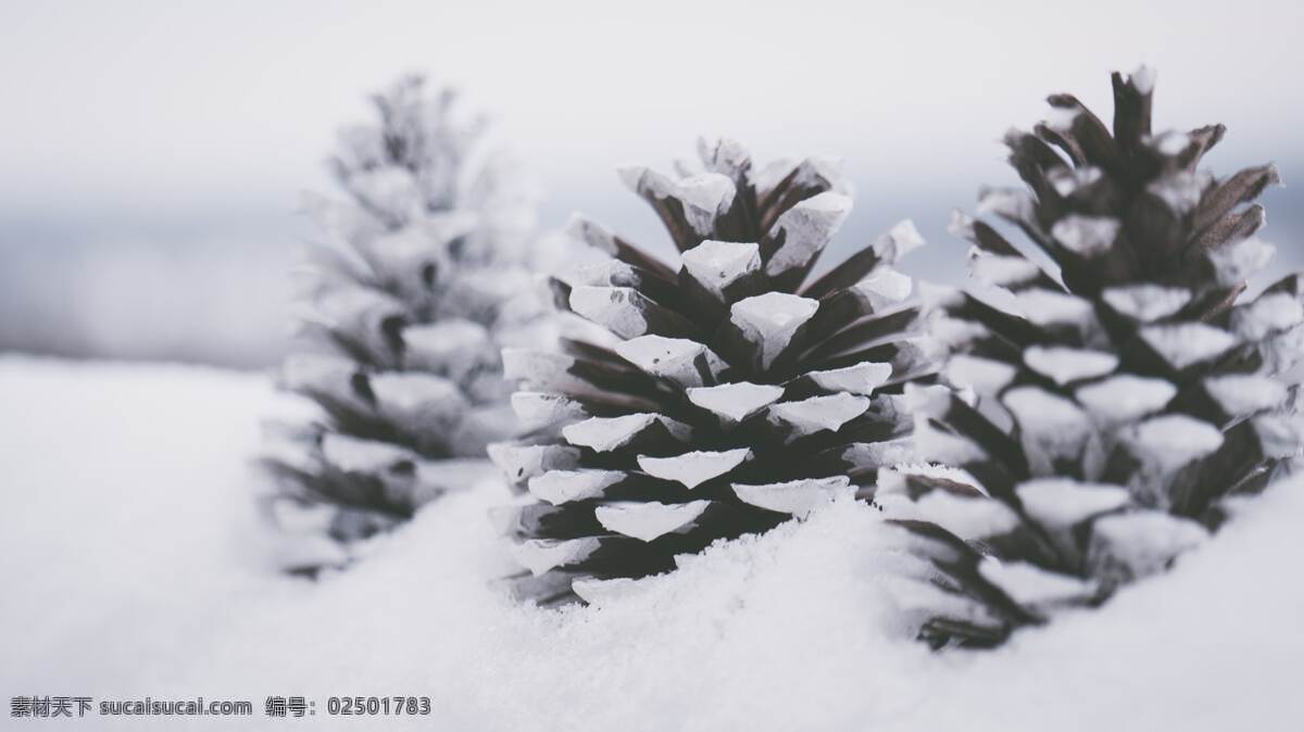 雪后松果 雪后 松果 大雪 白雪 果实 松林 摄影专辑 自然景观 自然风景