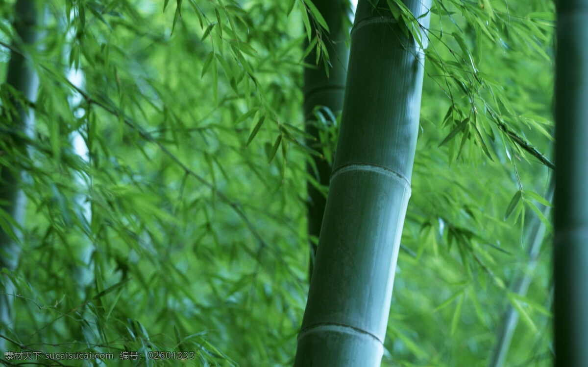 竹子图片 竹子 竹林 自然 绿色 植物 林地 cc0 公共领域 大图 生物世界 树木树叶