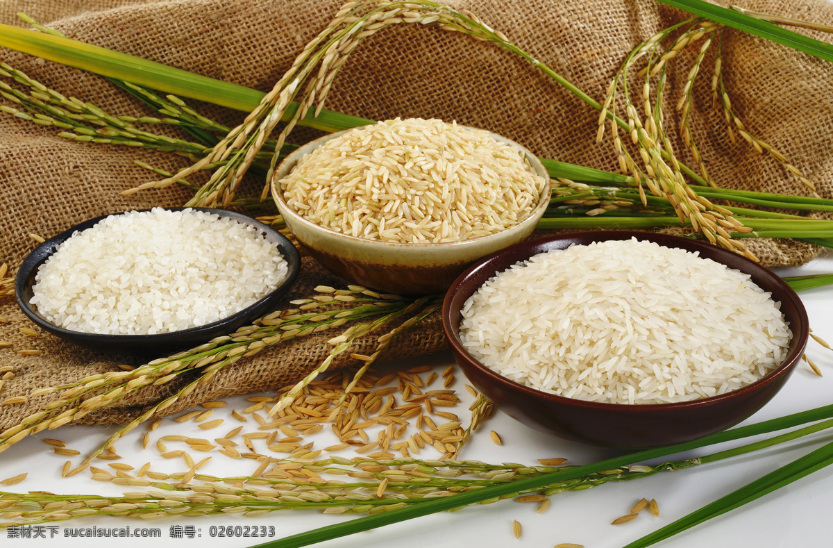 优质大米 优质稻米 米粮 粗米 米饭 香喷喷 白米饭 香米 焖饭 蒸饭 稻米 主食 大米 白饭 传统美食 粮食 五谷杂粮 餐饮美食 食物原料