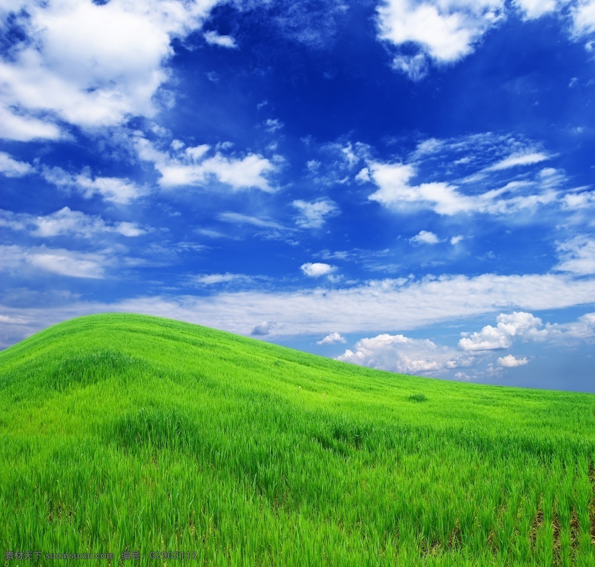 小山坡 背景 绿色 蓝天白云 绿草 风景大图 生物世界 花草