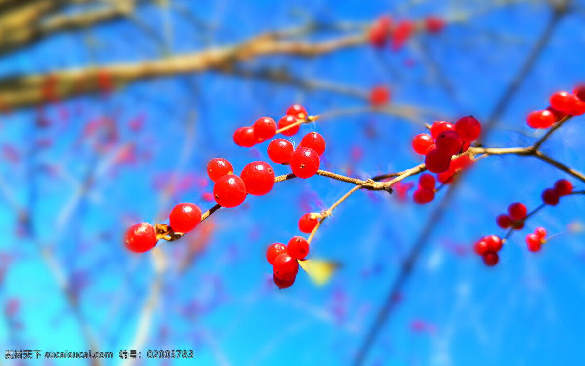 红浆果 红果 浆果 水果 红色 蓝天 秋天 秋季 生物世界 一组水果图片