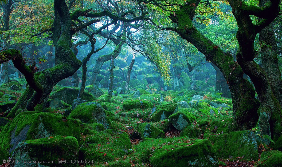 森林素材 绿色森林 森林大树 森林仙境 风景 自然景观 自然风光