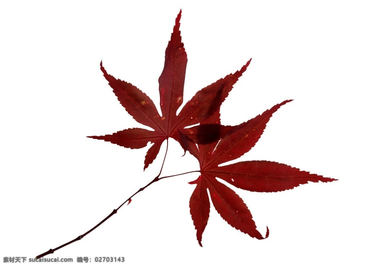 一对 红枫 叶片 红叶 叶子 植物 高清叶片 psd源文件