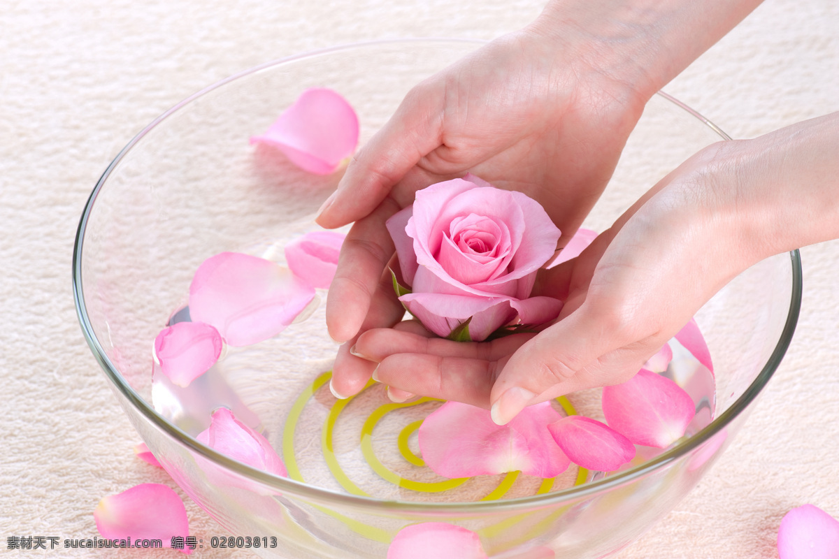 水疗 花瓣 肌肤 粉色 鲜花 花朵 美容院 精油 兰花 蝴蝶兰 按摩 spa 美容 生活百科 娱乐休闲