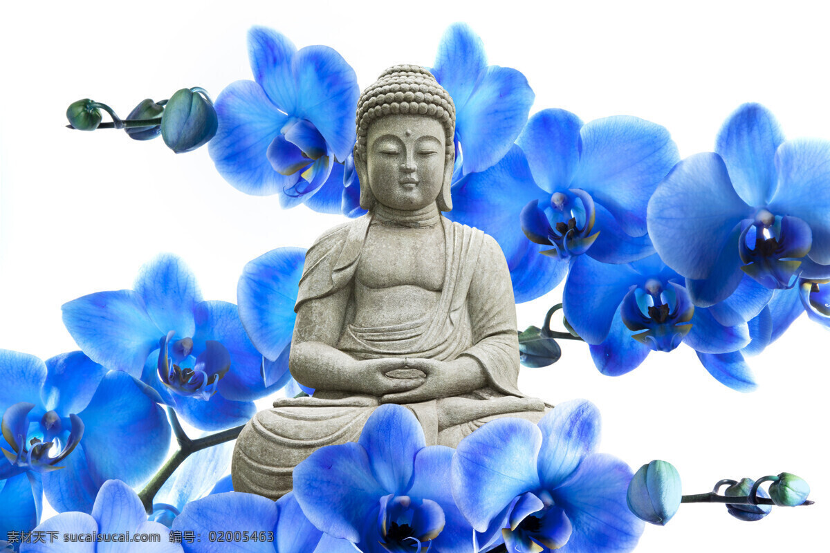 蓝色 花朵 中 佛像 蓝色花朵 鲜花 泰国佛像 其他类别 生活百科