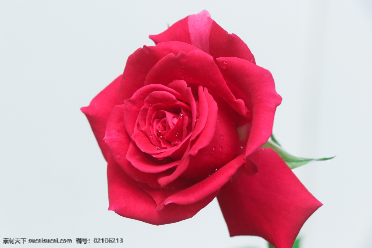 红玫瑰花 花 鲜花 爱情 特写 壁纸 玫瑰 玫瑰花 烂漫玫瑰 玫瑰花背景 浪漫红玫瑰 玫瑰花贺卡 婚礼红玫瑰 生物世界 花草
