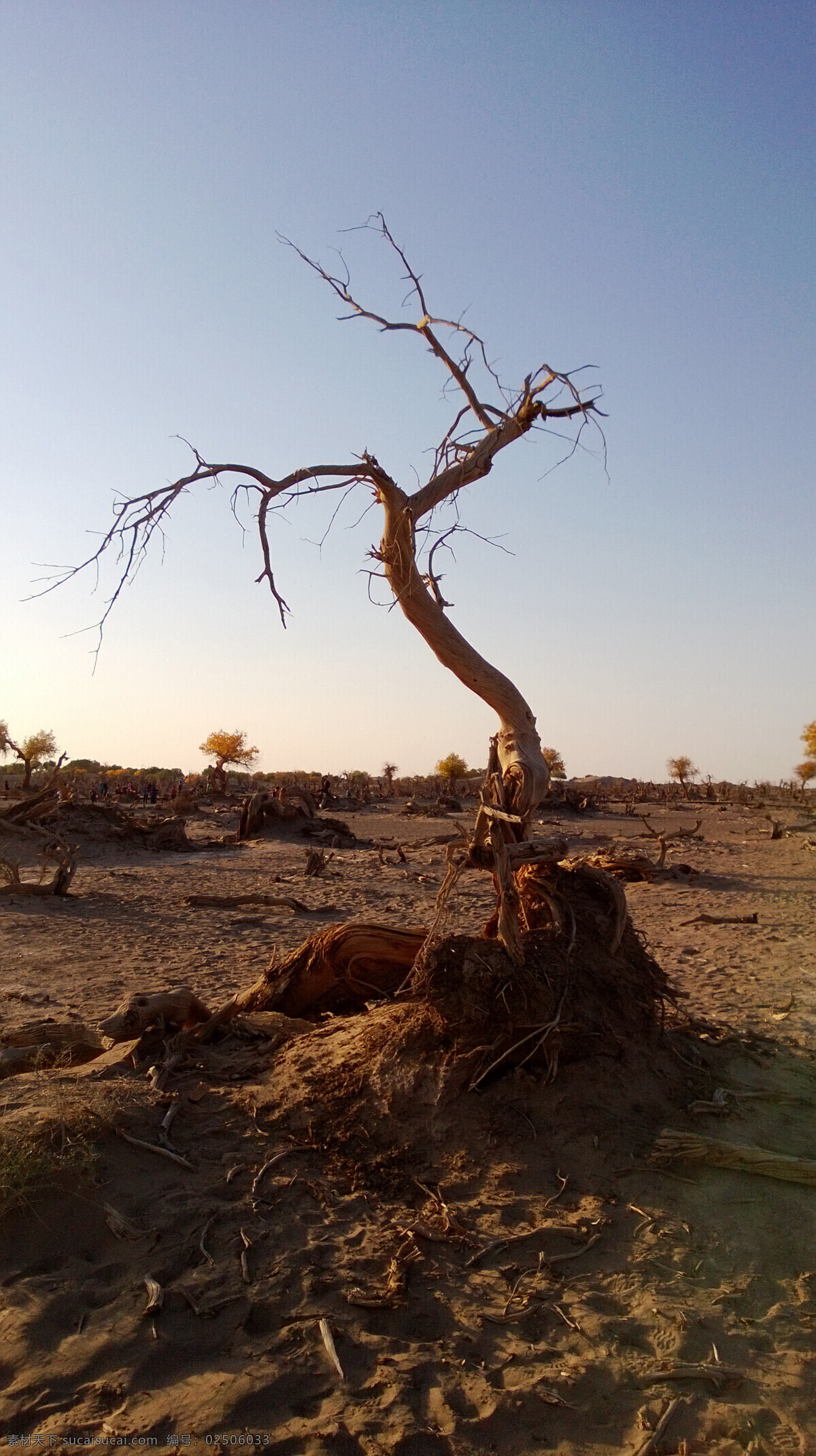 枯死的胡杨林 枯死 胡杨林 沙漠 额济纳 戈壁 国内旅游 旅游摄影 黑色
