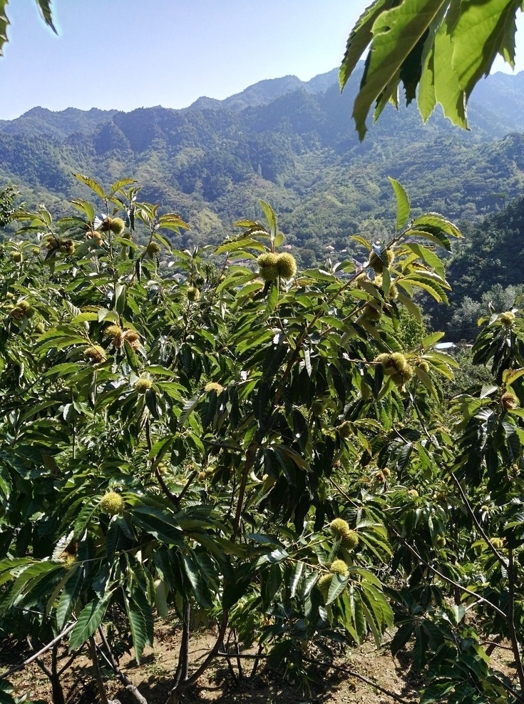 板栗 栗子 栗树 开口栗子 干果 丰收 刺 果实 生物世界 棒锤崖 风景一角 王 厂 沟 棒 锤 崖 风景 一角 水果