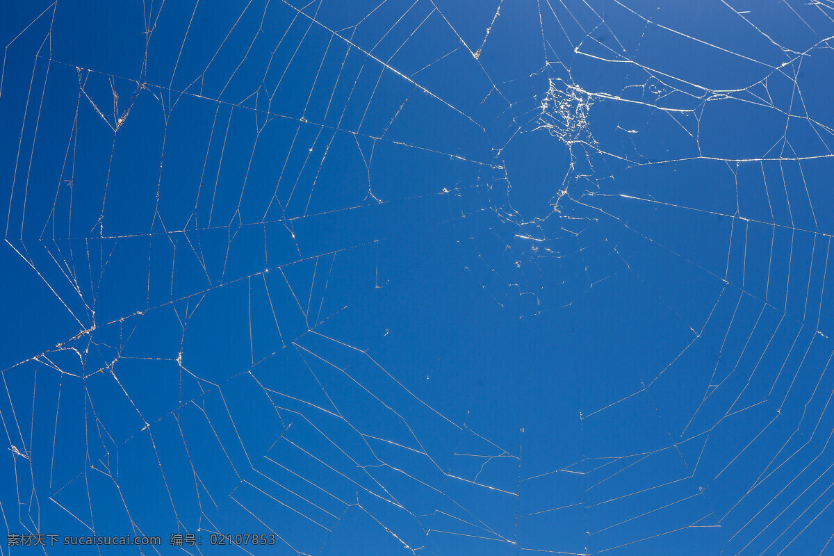 蜘蛛网 阳光 下 天空 背景 蓝色 同心 几何 形状 丝 蜘蛛 生物世界 昆虫