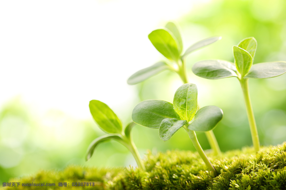 植物幼苗 春天 植物 幼苗 发芽 绿色 绿色植物