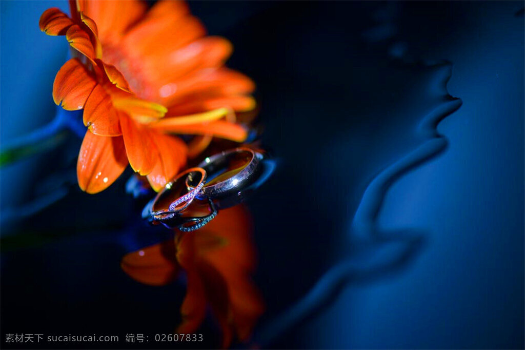 太阳花 婚 戒 婚戒 婚礼 花朵 鲜花 彩色 美丽 幸福 花草图片 花的图片