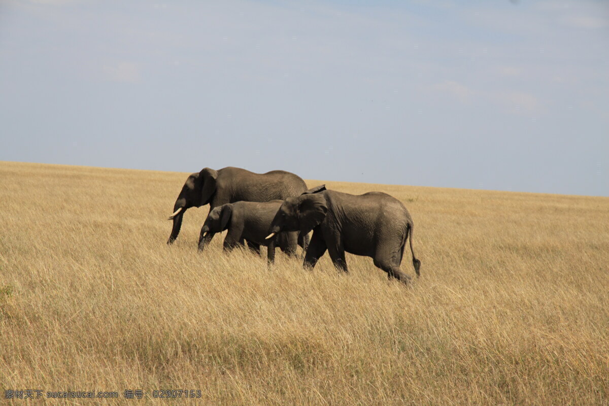 肯尼亚草原象 肯尼亚 非洲 草原 大草原 非洲草原 草原象 象 大象 非洲象 非洲大象 野生 野生象 野生动物 动物 生物世界 动物世界