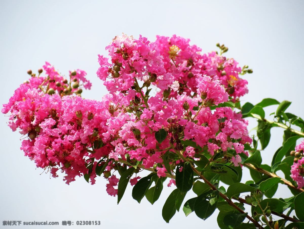 紫薇花 清新 植物 夏天 自然 风景 生态 紫薇 波浪 花瓣 夏季 花草 生物世界