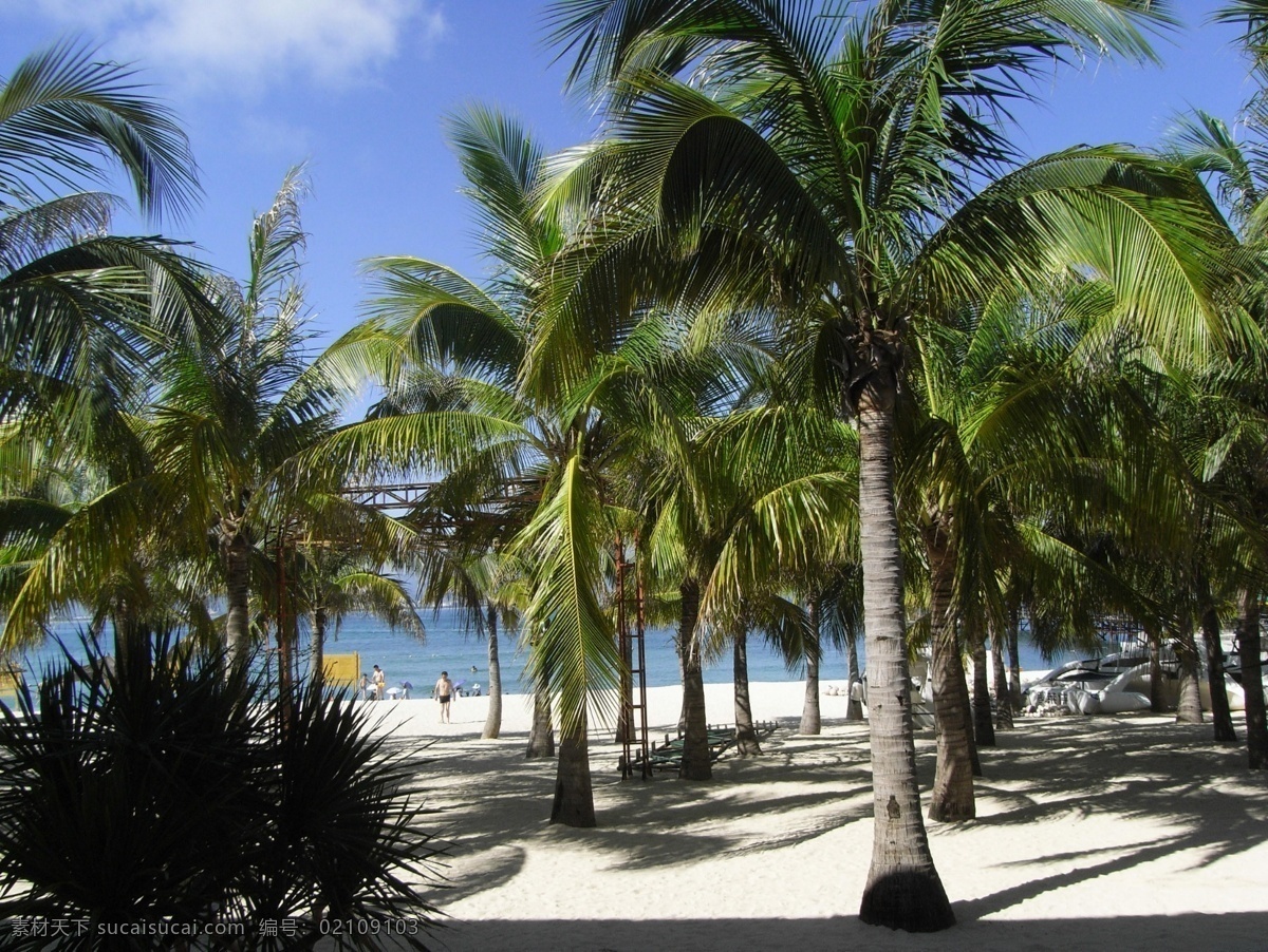 海滩 椰树林 bmp 蓝天 热带 热带植物 生物世界 树木树叶 椰树 滩椰树林 白沙 热带景观 psd源文件