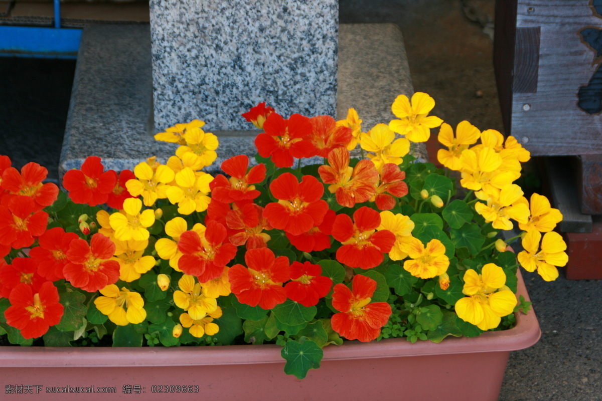 花菱草 日本 花店 花丛 城市绿化 花艺 花领域 花草 生物世界