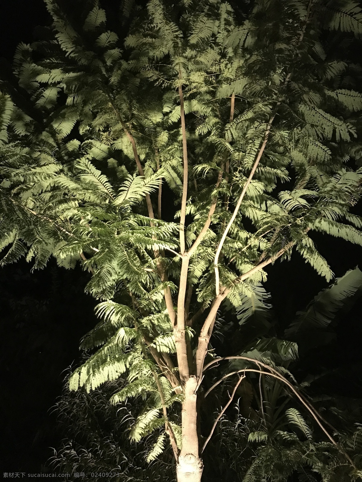 绿树夜景 绿树 投光灯 夜景 暖白光 刚好 灯光摄影 旅游摄影 自然风景