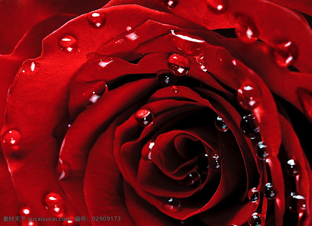 露珠玫瑰花 露珠 玫瑰花 红玫瑰 火玫瑰 玫瑰 水珠 露水 鲜花 红花 花朵 花卉 微距花朵 花草 植物 生物世界 红色