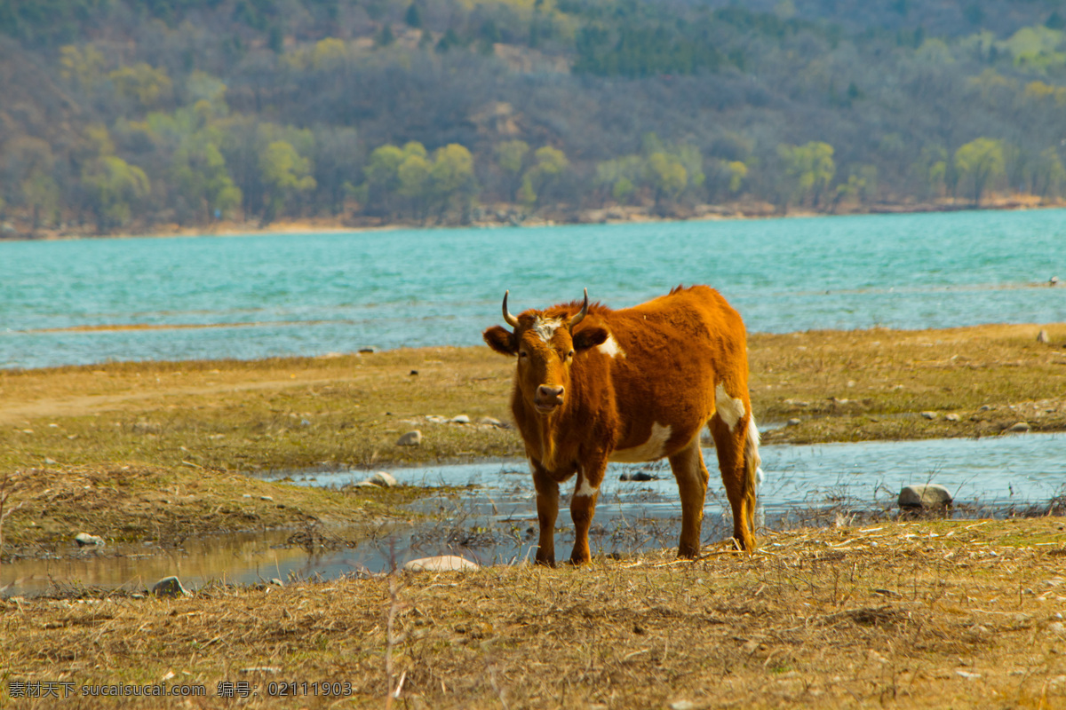 只 看 老黄牛 草原 戈壁 动物 老牛 正面 牛 耕地 家畜 牲畜