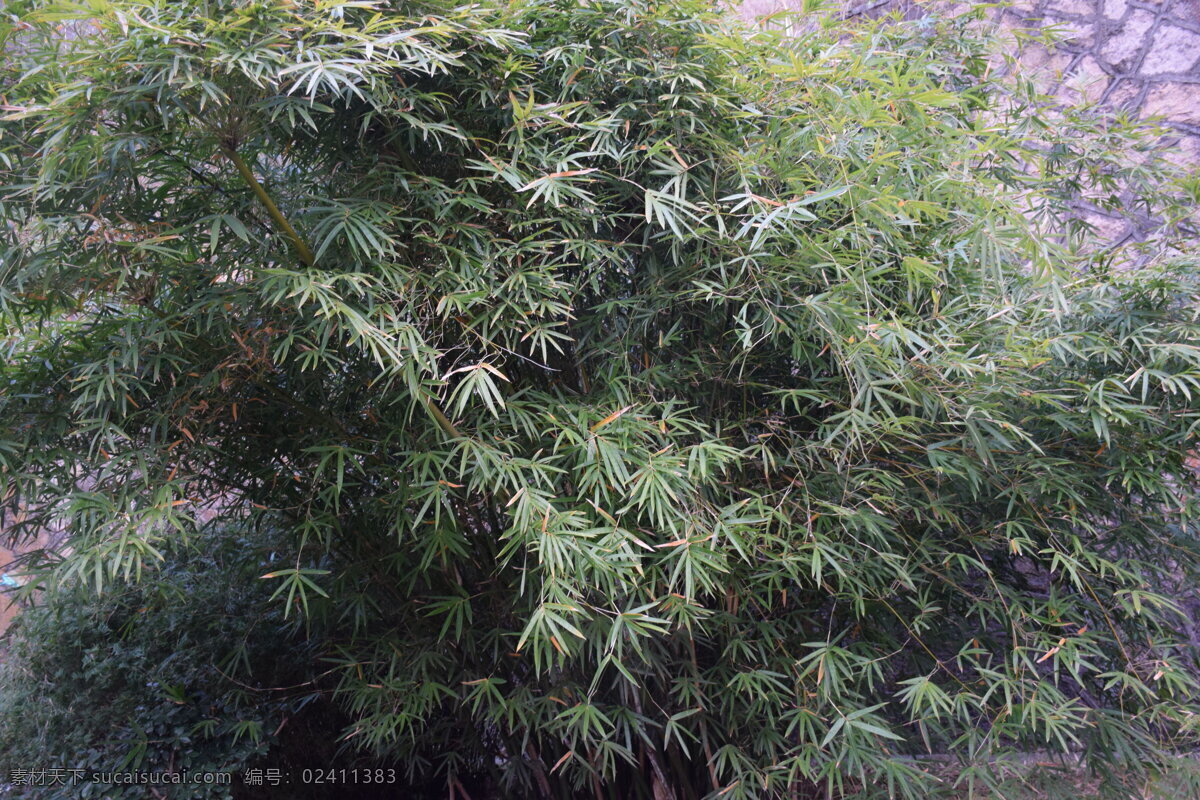 翠绿 竹子 竹叶 竹 竹叶图片 竹叶图 竹叶素材 竹叶壁纸 温州 生物世界 树木树叶