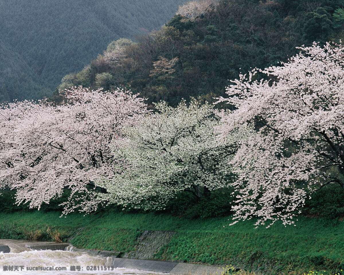 春暖花开 百花 春天 广告 大 辞典 花苞 花朵 花蕊 花枝 盛开 桃花 争艳 桃树 枝头