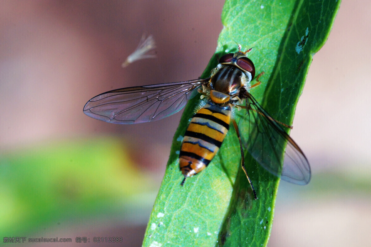 食蚜蝇 蜜蜂 蝇 昆虫 飞虫 生物世界 白色