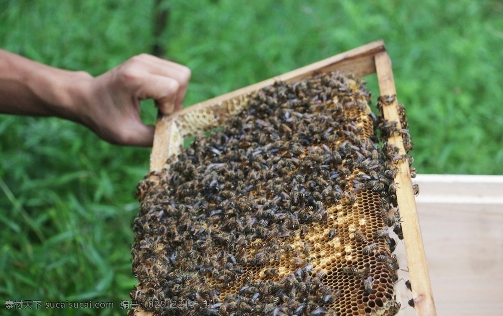 养蜂蜂脾图片 养蜂 蜂蜜 蜜蜂 蜂脾 养蜂场 中华蜂 土蜂蜜 山花蜜 风景拍摄 自然景观 田园风光