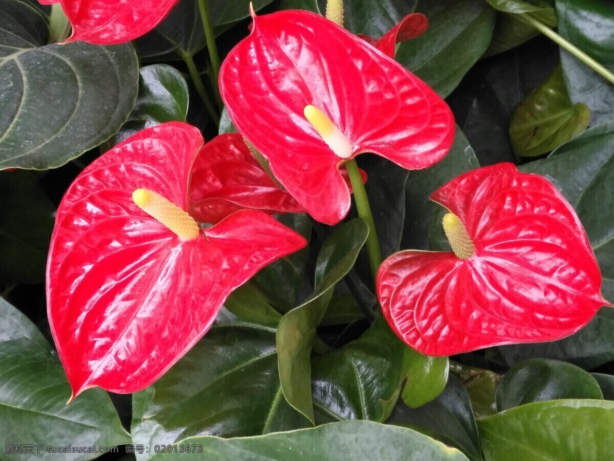 火鹤花 红掌 花烛 安祖花 红鹅掌 花坛 花卉 观赏花卉 植物 花儿 花草 绿化景观 红掌粉掌 生物世界