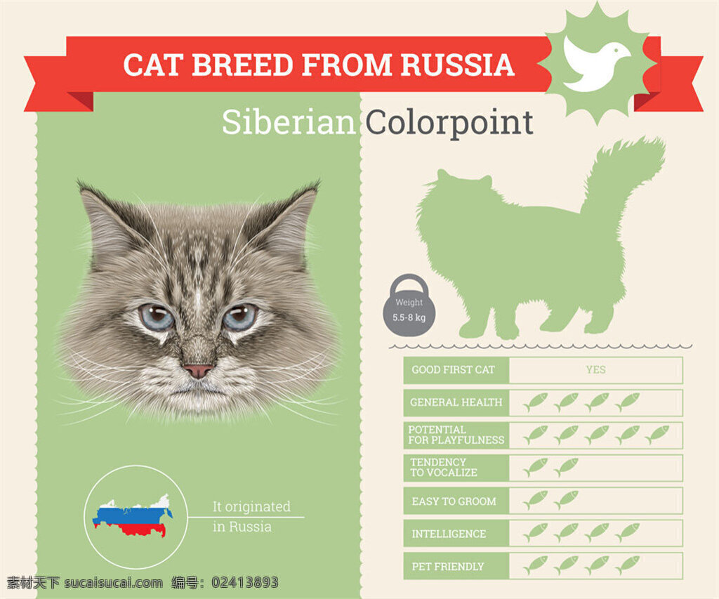 西伯利亚 宠物 猫 国短毛猫 卡通小猫 卡通猫咪 卡通动物 宠物猫 信息图表 图表设计 商务金融 矢量素材