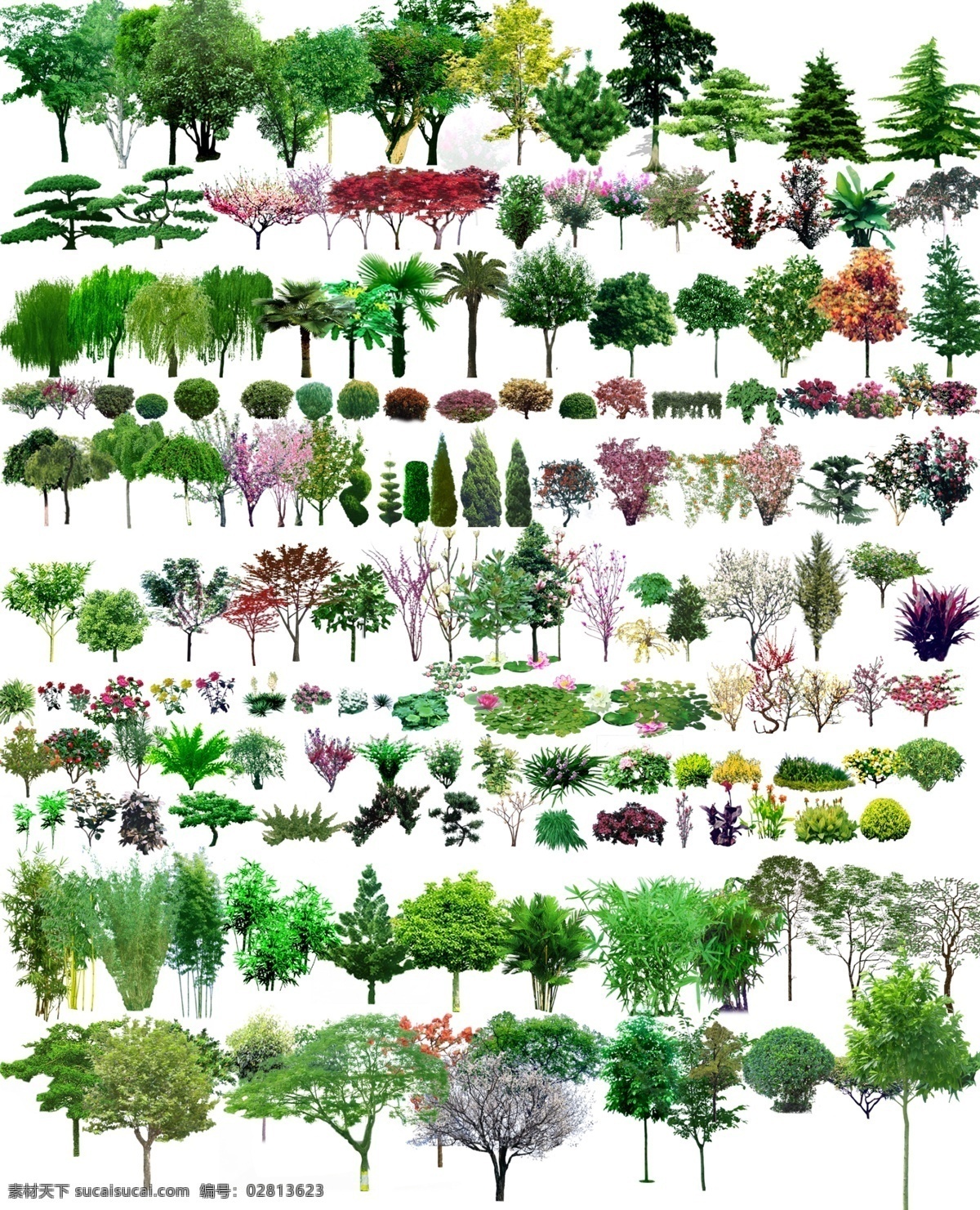 植物分层图 植物 园林 景观 树木 分层 源文件