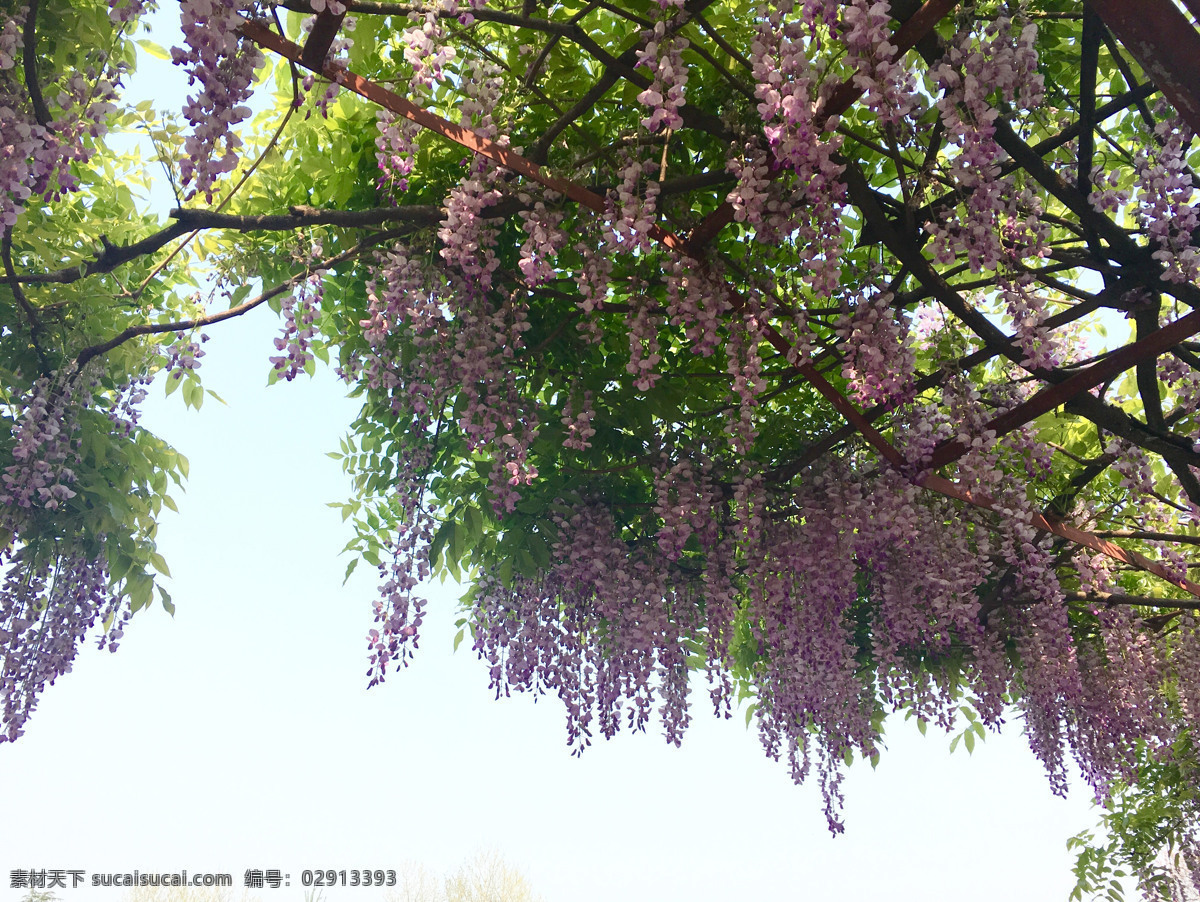 紫藤花开 紫藤 紫藤花 紫色花朵 紫藤园 春日 生物世界 花草