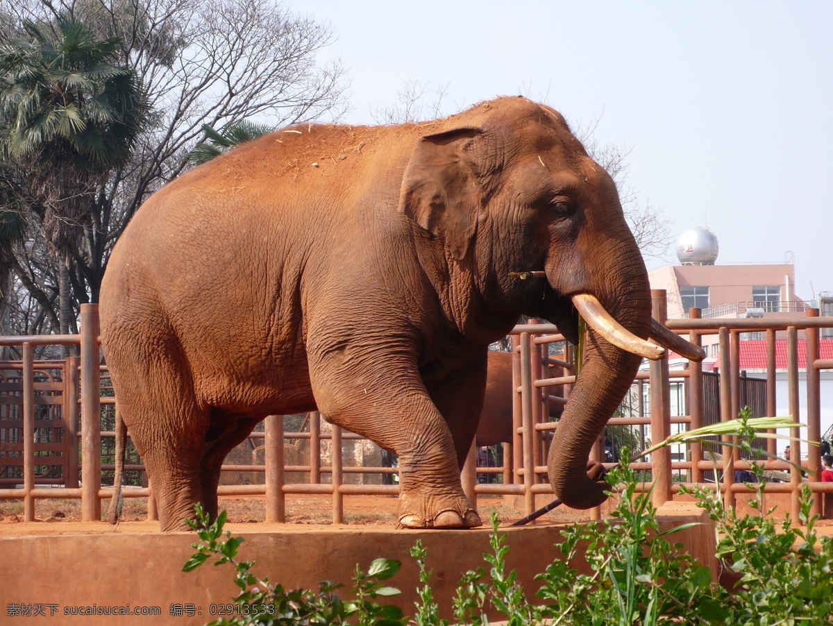 亚洲象 昆明动物园 昆明 动物园 野生动物 生物世界