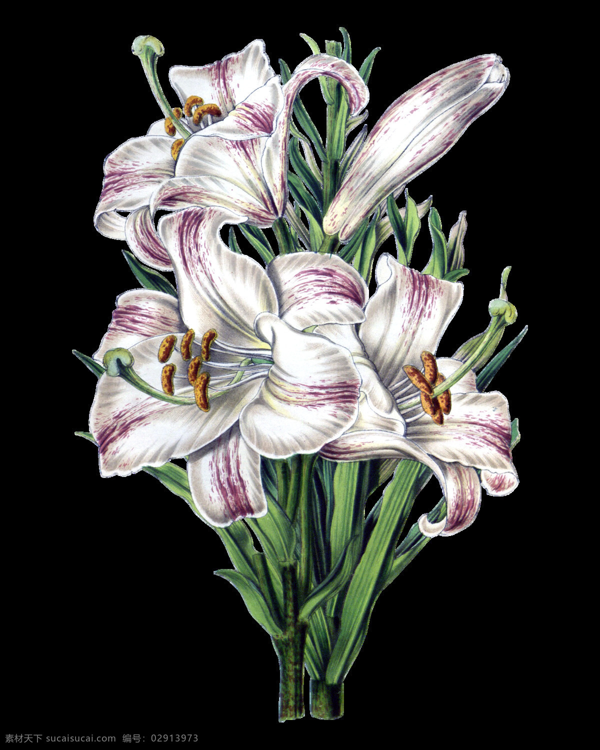 百合 花束 实物 元素 白色花朵 含苞待放 花朵 梦幻花朵 手绘花朵 水彩 鲜花花朵 鲜花花蕾 鲜花素材花卉