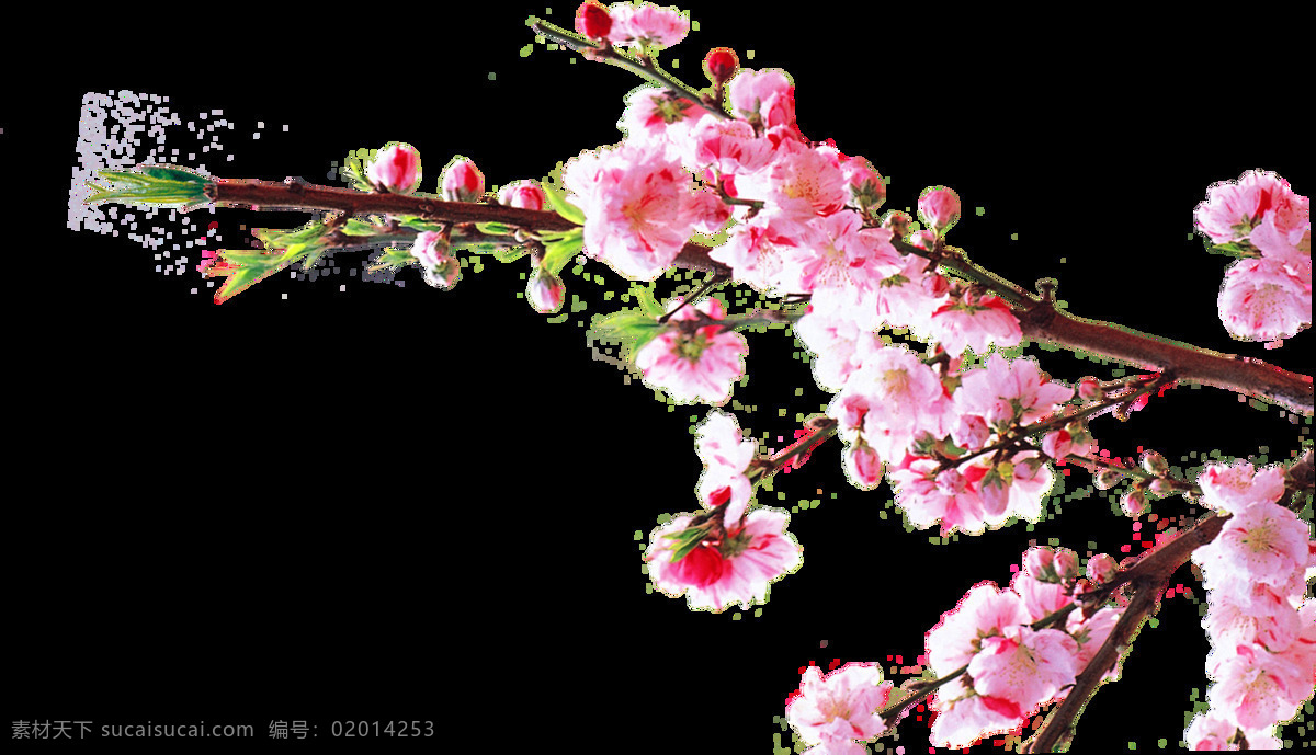 水彩 梅花 透明 装饰 免 扣 粉色 黑色 花卉 绿色 树枝 透明素材 中国风