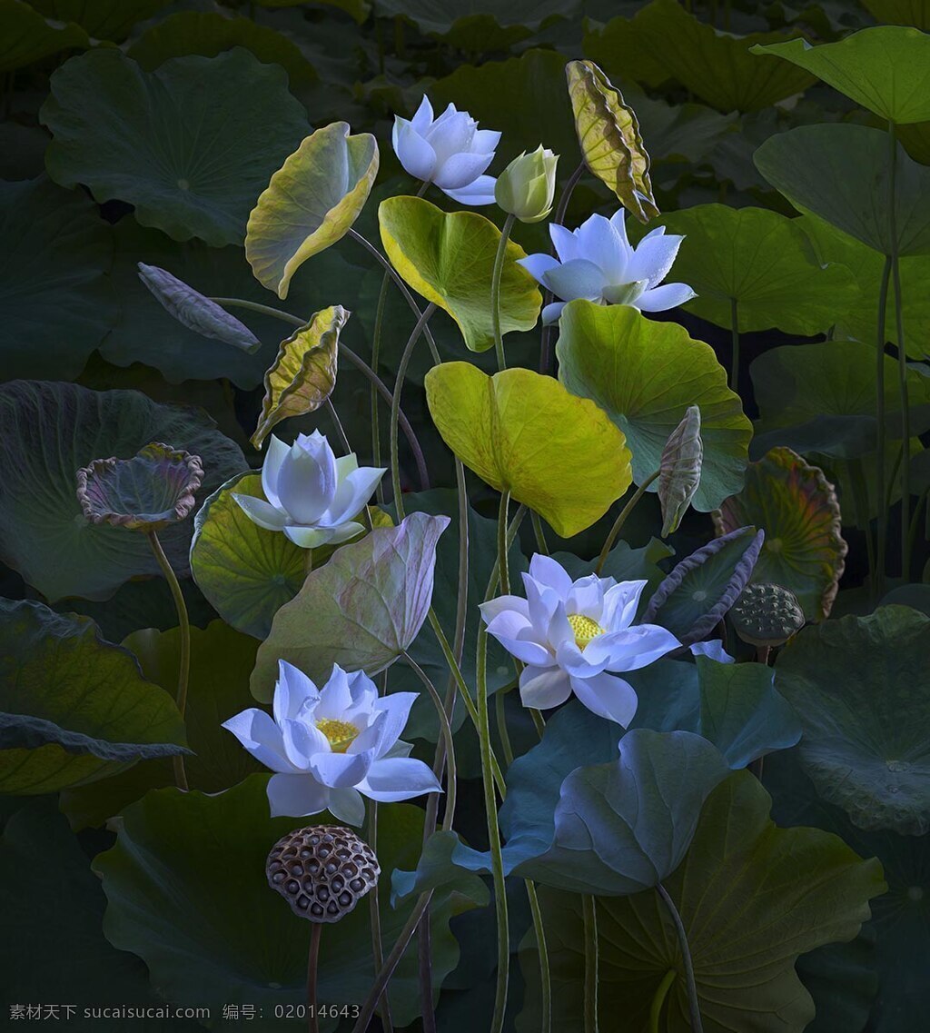 荷花 池塘 景观 夏天 风景 花草摄影 生物世界 花草 花花草草