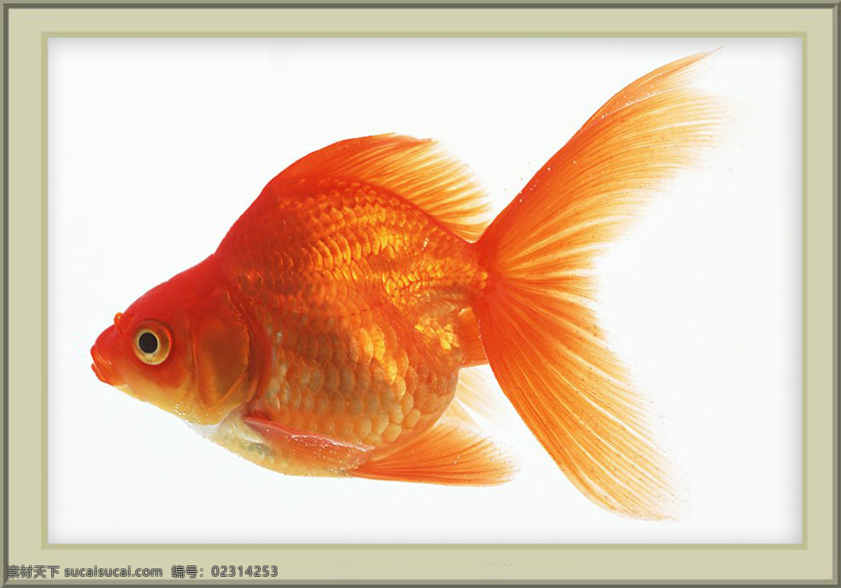 漂亮 金鱼 jpg图片 生物世界 摄影图库 鱼类 200