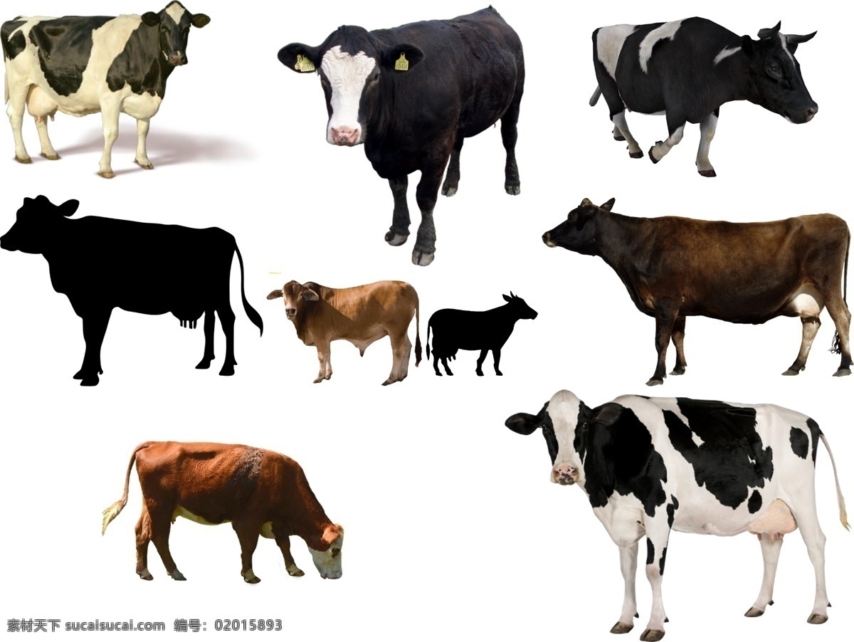 奶牛 免 扣 高清 素材图片 奶牛png 高清奶牛图片 文件 奶牛免扣素材 奶牛素材 各种 生物世界 野生动物