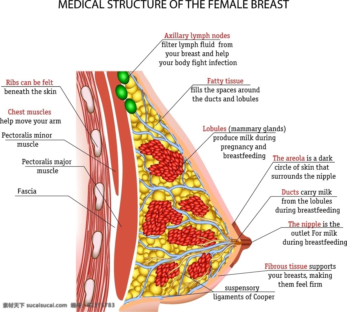 乳房结构图 医疗 医学 乳房 结构图
