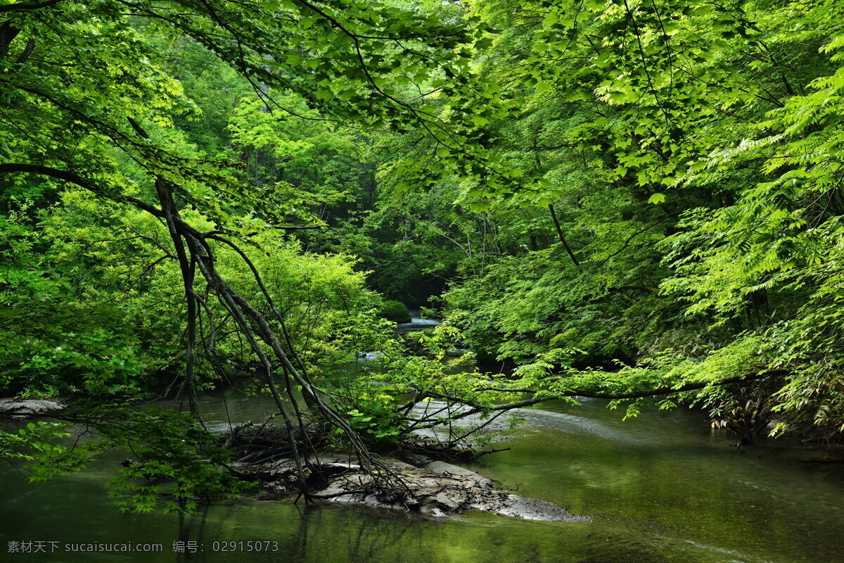 森林 河流 大树 树林 丛林 溪流 岩石 石头 栈道 木桥 自然 景区 美景 绿色 自然景观 山水风景