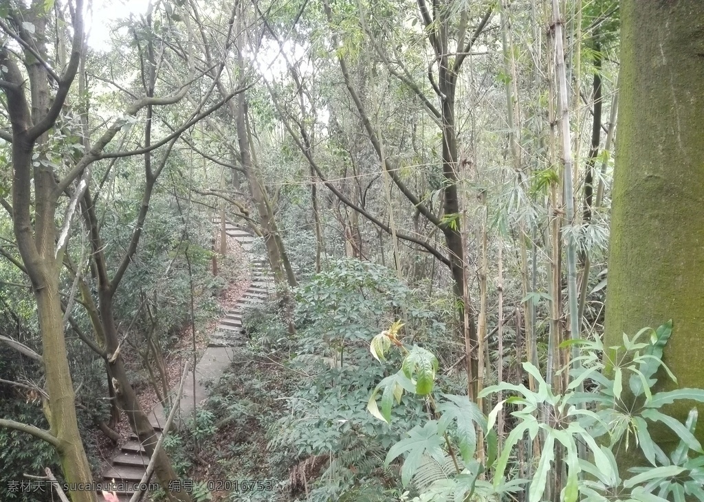 山林 山 树林 小路 小道 树枝 树叶 叶 植物 自然景象 自然景观 自然风景