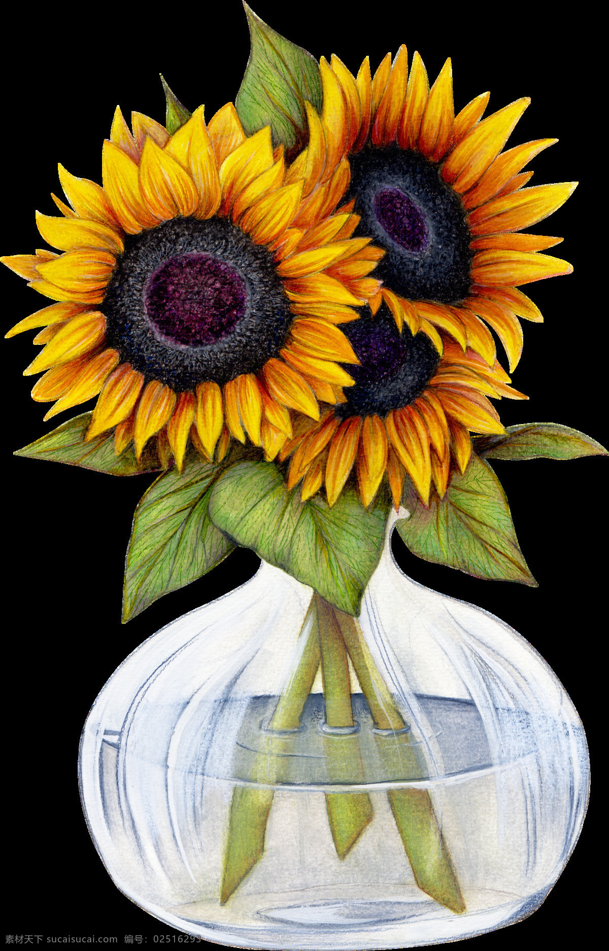 美丽 向日葵 花 透明 玻璃瓶子 瓜子 黄色 绿色 免扣素材 太阳花 透明素材 叶子 装饰图案