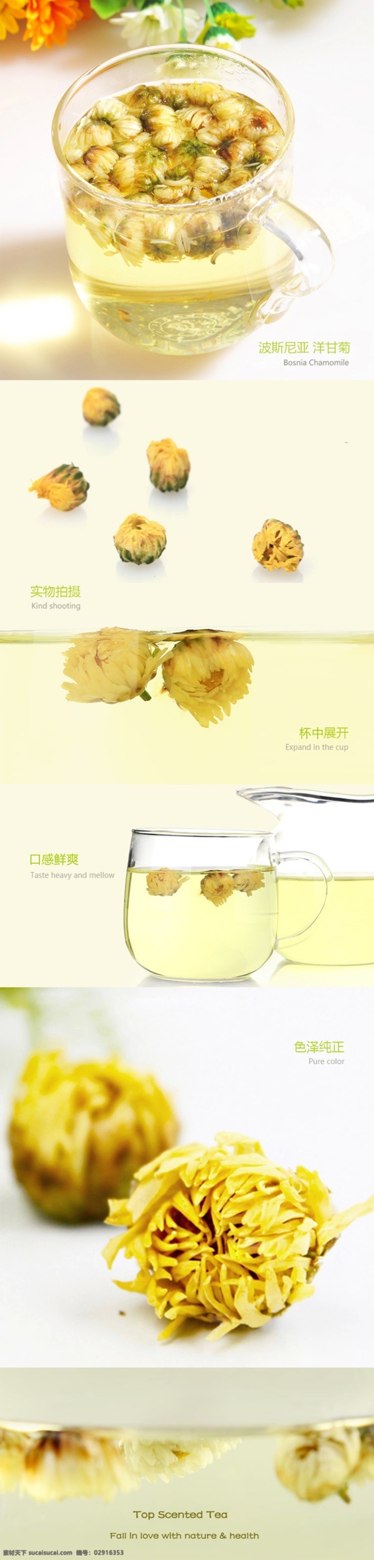 洋甘菊 茶 详情 页 简约大方 详情页 宝贝描述 淘宝详情制作