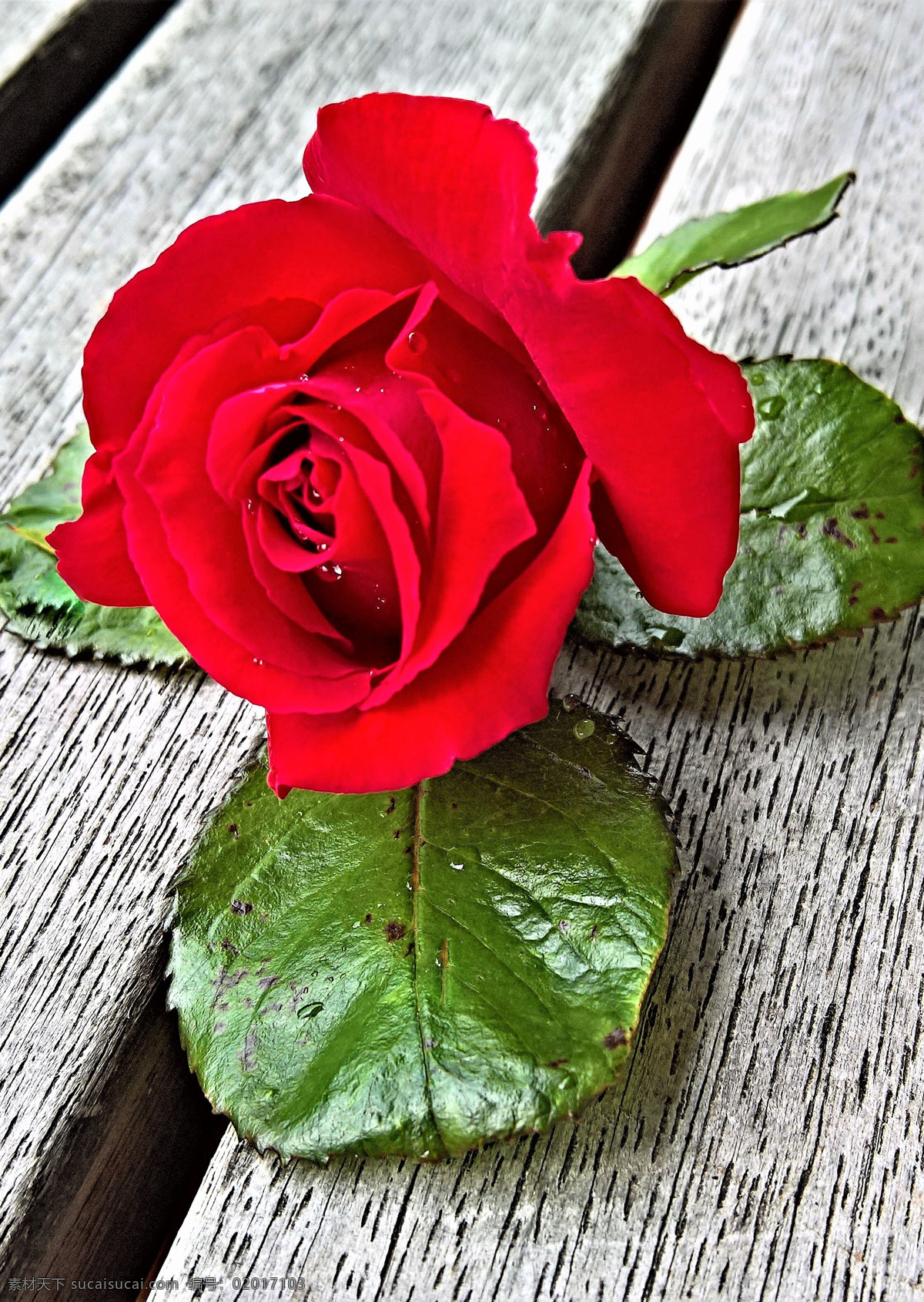 玫瑰花 玫瑰 木板 红玫瑰 特写 花枝 花叶 花瓣 红色花瓣