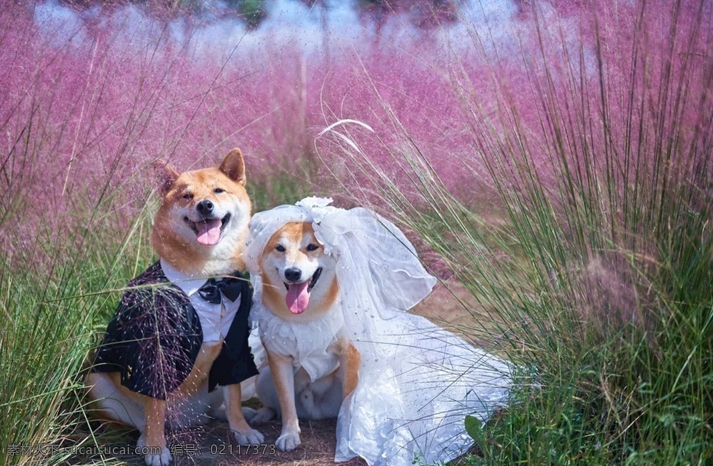 两 只 柴 犬 幸福 生活 柴犬 宠物 高清 恩爱 婚纱 浪漫 各类 精选 图 生物世界 其他生物