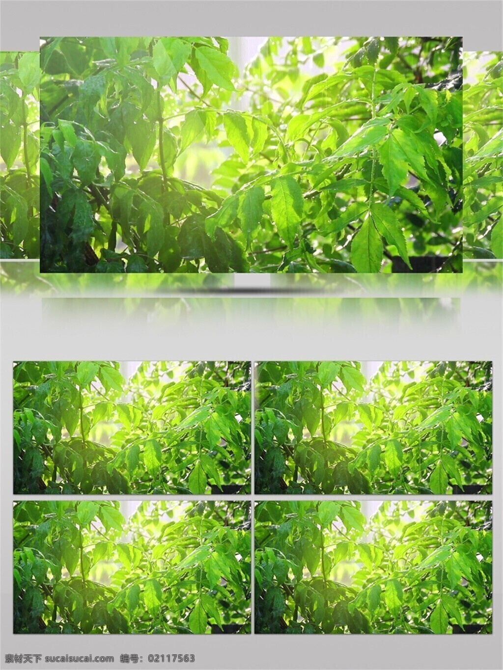树叶 上 水滴 自然 景色 视频 大自然 绿叶 太阳 唯美 环境 阳光穿透 天气 晴朗