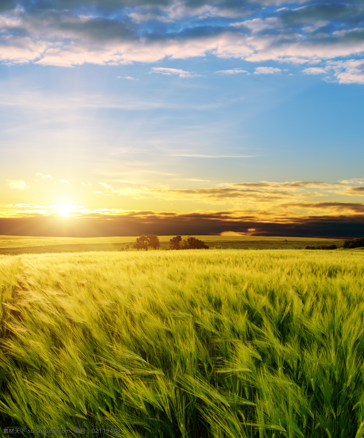 绿色 麦浪 麦穗 小麦 自然风景 美景 青色土地 农田 风光 麦田特写 粮食 植物 背景 自由 生长 环境 绿色麦田 自然景观 田园风光
